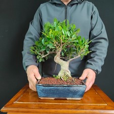 BONSAI DI FICUS RETUSA
