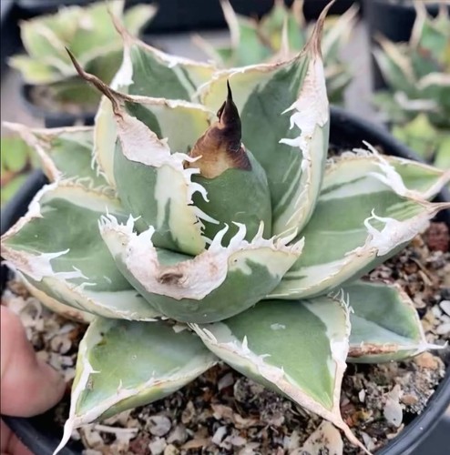Agave titanota sad marginata - titanota,