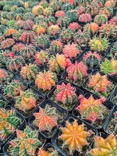 5/10PCS Gymnocalycium