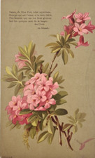 E. Vouga STAMPA OLD PRINT FLOREALE FIORI Poesia con disegno a matite nel Retro