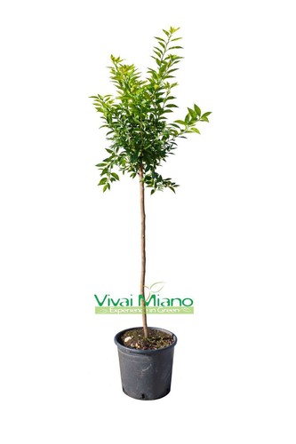 Pianta mandarino vaso - mandarino, (vaso