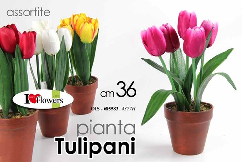 Pianta tulipano cm - 36,