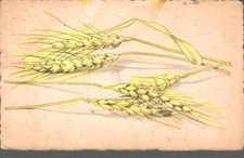 Spighe grano piccolo non - di, f.