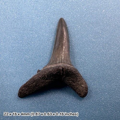 Fossil sand tiger - , shark