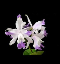 Cattleya intermedia var