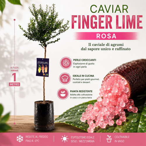 Pianta finger lime caviale - di,