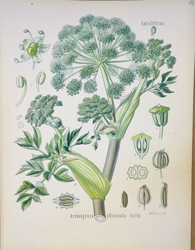 Archangelica officinalis 1886