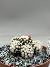 Mammillaria Gracilis Oruga Vaso 10 Cm,Pianta Rara Su Radice, Fiore Corona Fucsia