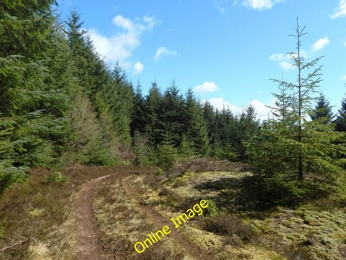 Photo 6x4 forestry track - 6x4,