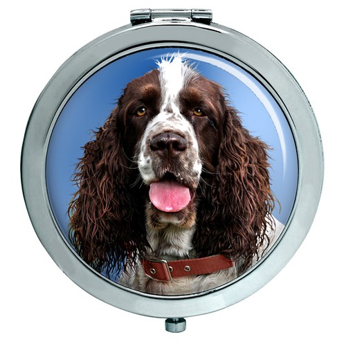 Springer spaniel inglese - spaniel,
