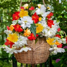 Bulbi di begonia a cascata - 5