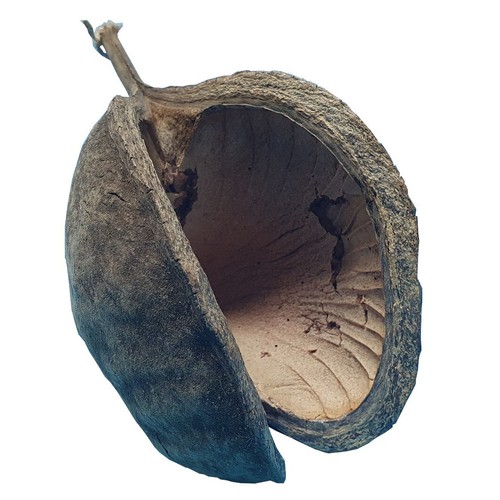 Buddha noce gamberetti - noce,