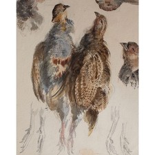 Pernici natura morta studio animali studio unsign acquerello su matita prima del 1900