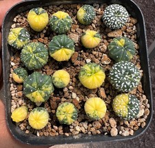 Astrophytum variegated x v