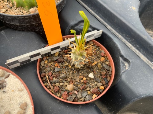 336 pachypodium ambongense - 336,