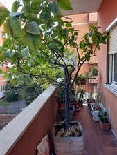 PIANTA LIMONE IN VASO. RITIRO A MANO ROMA. NO SPEDIZIONE