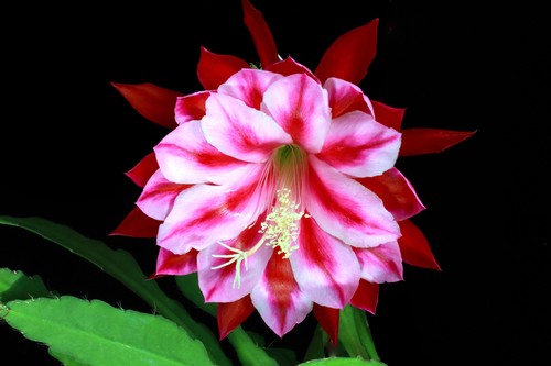 Epiphyllum epicactushybride - epiphyllum,