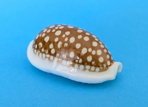 Cypraea cribraria mm - cypraea,