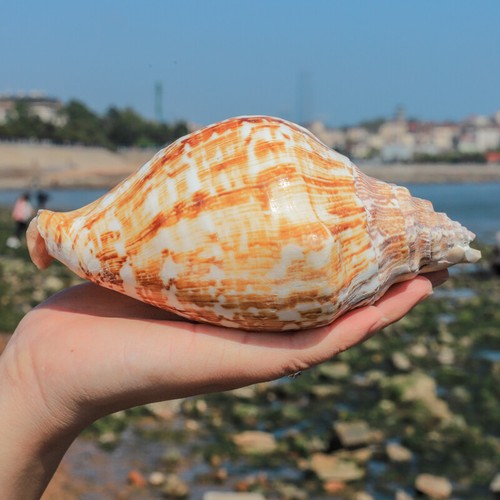 Naturale conchiglia acquario - conchiglia,