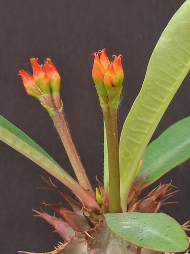 Euphorbia viguieri