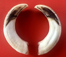 COPPIA SUPERIORE (COTE) DI CINGHIALE MAREMMANO