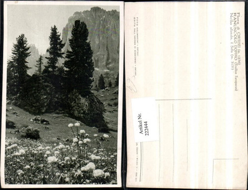 222444 trentino ulrich - ulrich, in