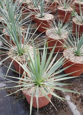 Yucca rostrata conteneur de - yucca,