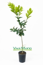 Pianta limone ovale - pianta,