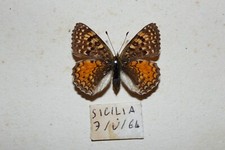  RARE SICILIAN FRITILLARY Melitaea aetherie ssp perlini ♀ Sicily ITA Nymphalidae