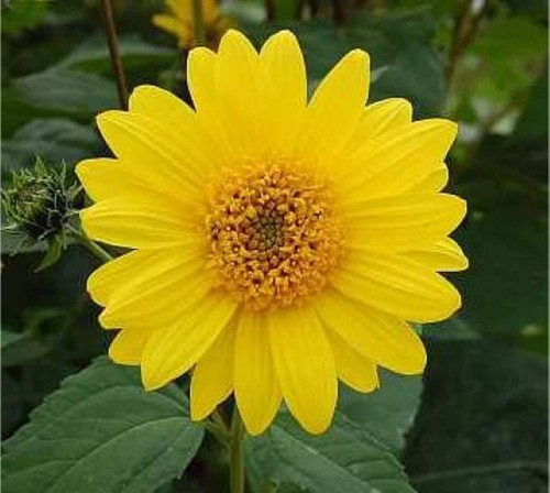 Topinambur helianthus - topinambur,