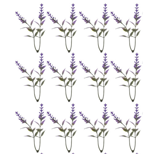 Lavanda - pz, (12
