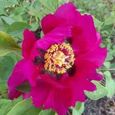 Colori misti PEONIA "Rockii" 20 SEMI raccolta 2023