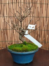 Bonsai di Acero Bergerianum h