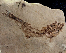 Clupea sardinites - Pesci