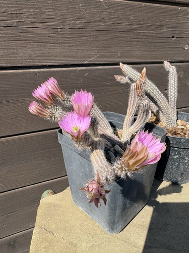 Wilcoxia echinocereus - wilcoxia,