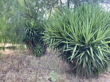 Yucca Gigante