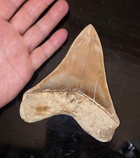Dente Di Megalodonte 14.7
