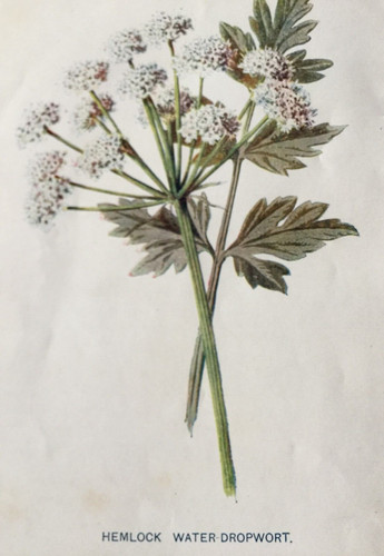 Stampa antica cicuta - , acqua