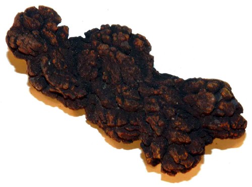 Coprolite fossile feci - coprolite,
