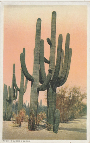 Cactus saguaro gigante - cactus,