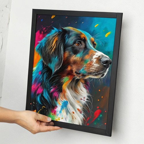 Border collie colorato - colorato, da