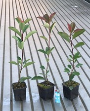 Photinia fraseri - photinia,