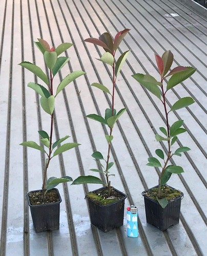 Photinia fraseri - photinia,