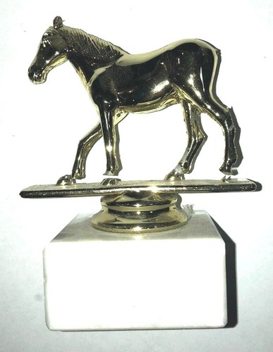 Cavallo ippica gare corse - cavallo,