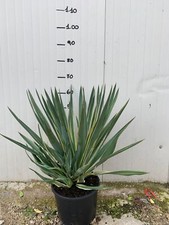 YUCCA GLORIOSA VARIEGATA