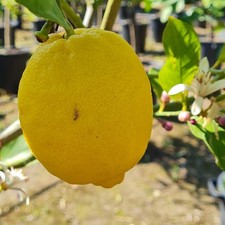 Pianta limone dolce vaso - in,