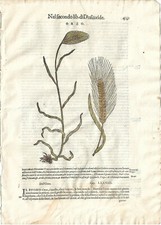 Stampa antica MATTIOLI