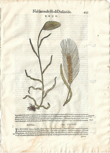 Stampa antica mattioli - stampa,