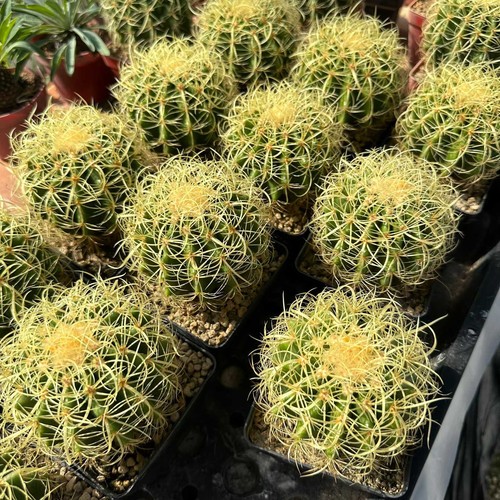 Cereus pitajaya pianta - cereus, dc.