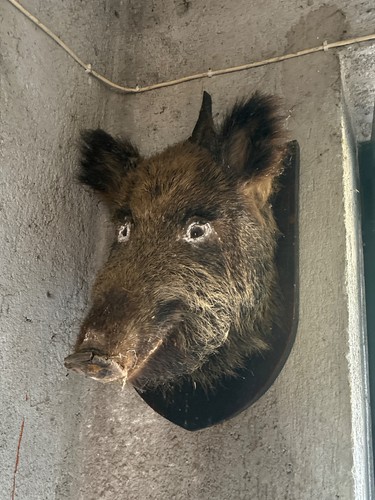 Testa cinghiale imbalsamato - testa,